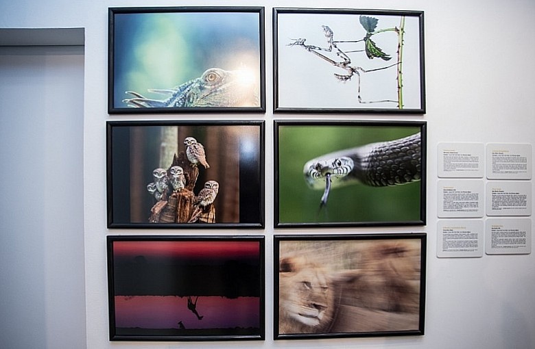 Fotografia Dzikiej Przyrody w Galerii Bielskiej BWA