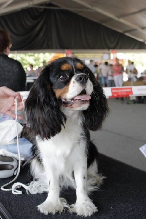 9bb97154788d7b6aaf68daa513139a