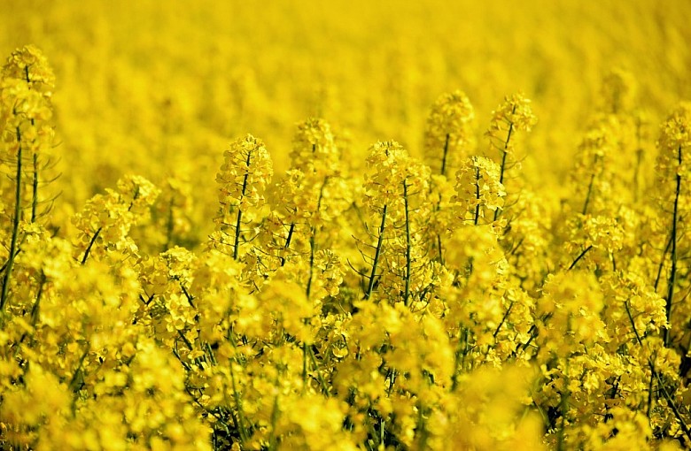 Nie tylko oprysk. Jak agrotechnika i dobór odmian ograniczają ryzyko gnicia rzepaku?