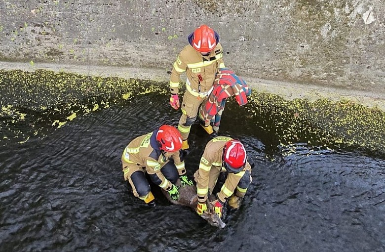 Interwencja w Bielsku-Białej. Sarna uratowana