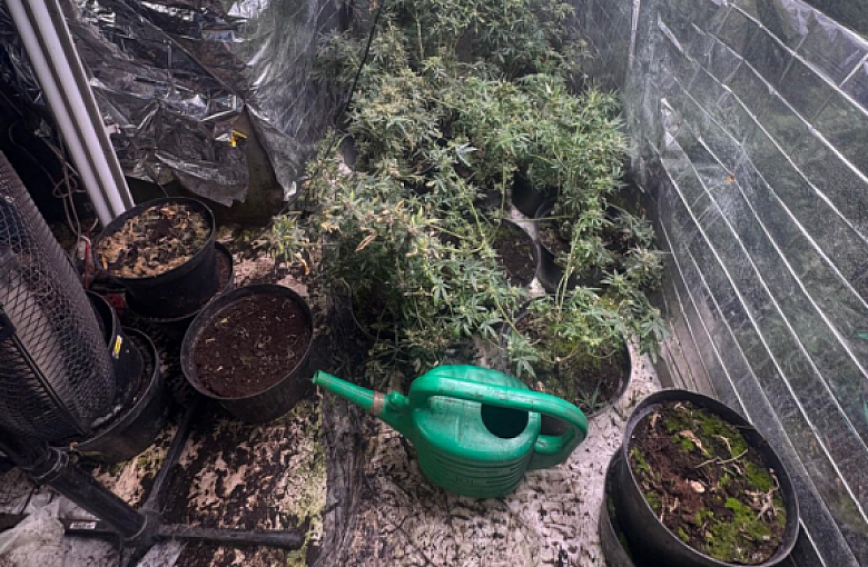 Bielsko-Biała: Policjanci zlikwidowali profesjonalną plantację marihuany