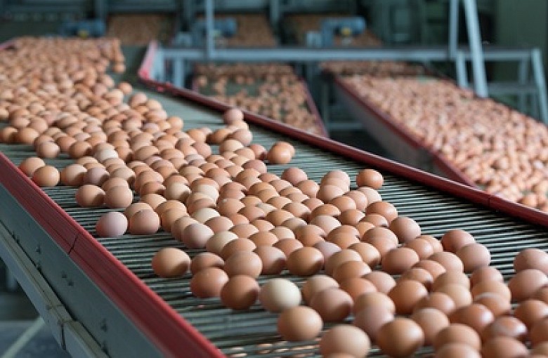 Salmonella na skorupkach jaj: ostrzeżenie GIS