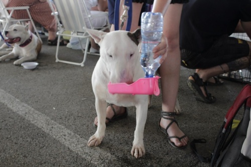 9bb97154788d7b6aaf68daa513139a