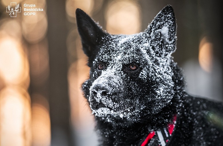Niezwykły duet z GOPR: Andrzej Bogdanik i Denver z historycznym osiągnięciem.