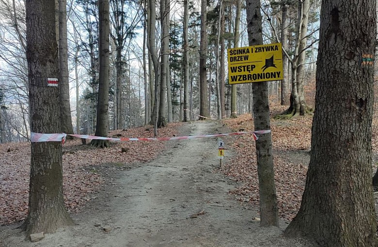 Trwają prace leśne na Enduro Trails w Bielsku-Białej