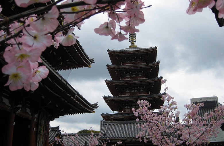 Wiśnią kwitnąca - Japonia