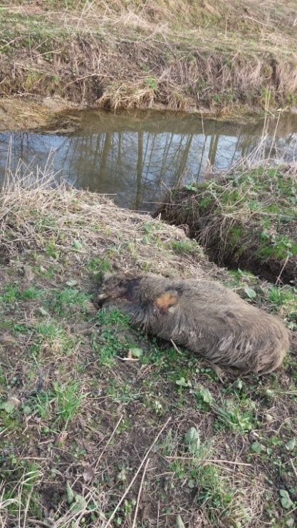 Apel Urzędu Miejskiego i Powiatowego Lekarza Weterynarii