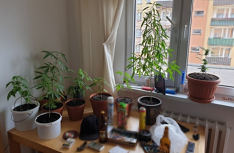 Uprawiał marihuanę w mieszkaniu. Został zatrzymany