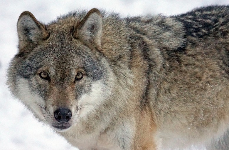 Uwaga na wilki. O ostrożność w lasach apeluje leśniczy