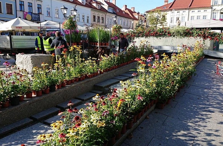 Rynek w kwiatach