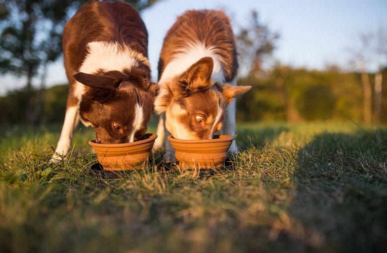 Czy karma dla psa bez zbóż jest dobrym rozwiązaniem dla psów o wysokiej aktywności fizycznej?