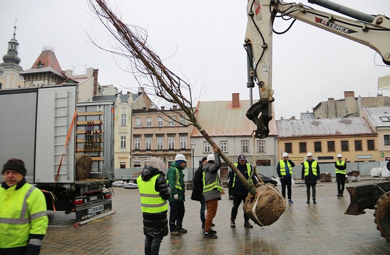Sadzą drzewa na placu Wojska Polskiego
