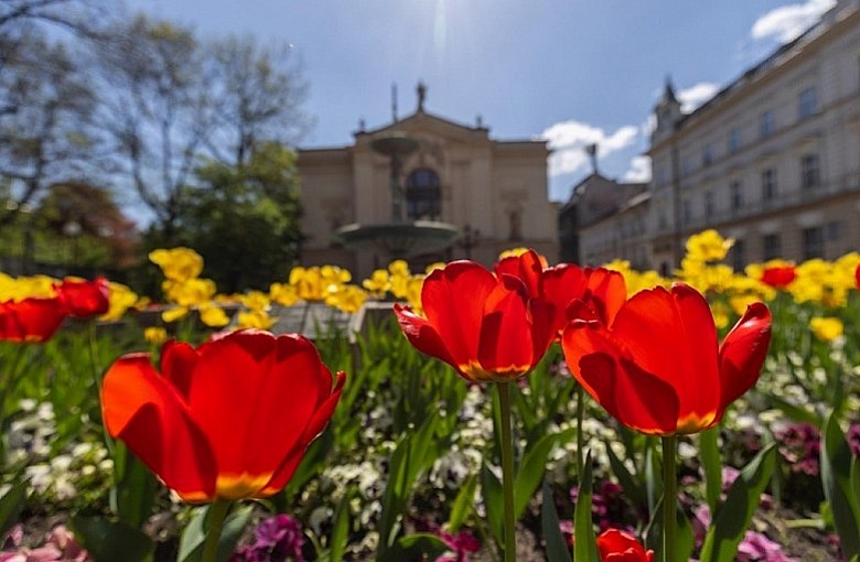 Tulipanowa magia w sercu Bielska-Białej