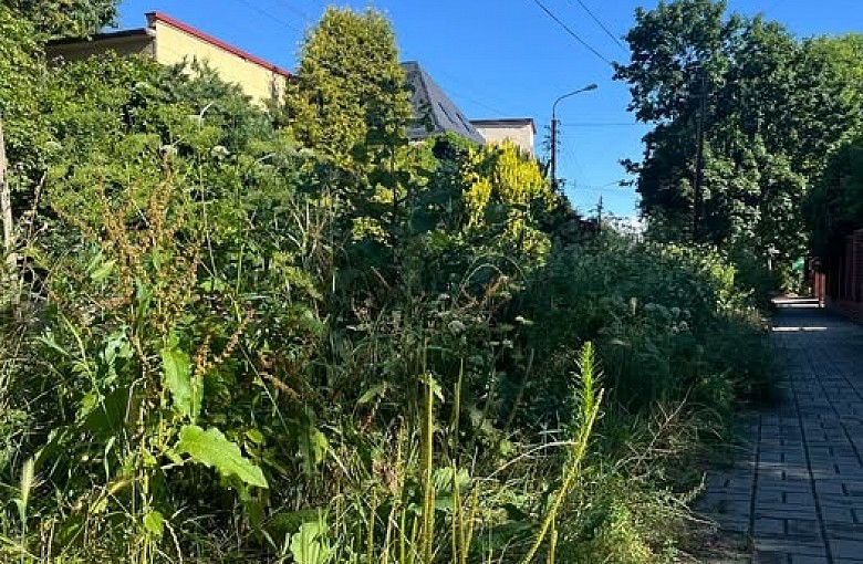 Bielsko-Biała tonie w wysokiej trawie? Coraz więcej mieszkańców alarmuje