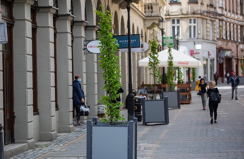 Bielsko-Biała. Graby już w donicach