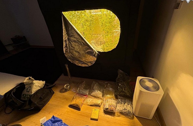 Skuteczna akcja nowego wydziału: plantacja marihuany zlikwidowana w Bielsku-Białej